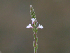 Verbena officinalis IJzerhard bestellen